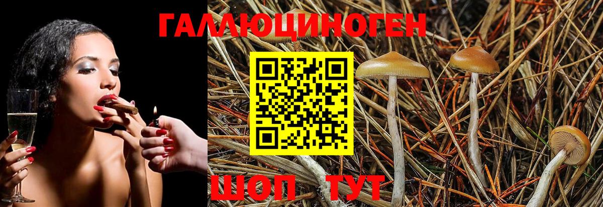 Галлюциногенные грибы Psilocybe Ярославль